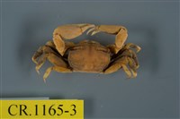 藏品(扁平擬閉口蟹)的圖片